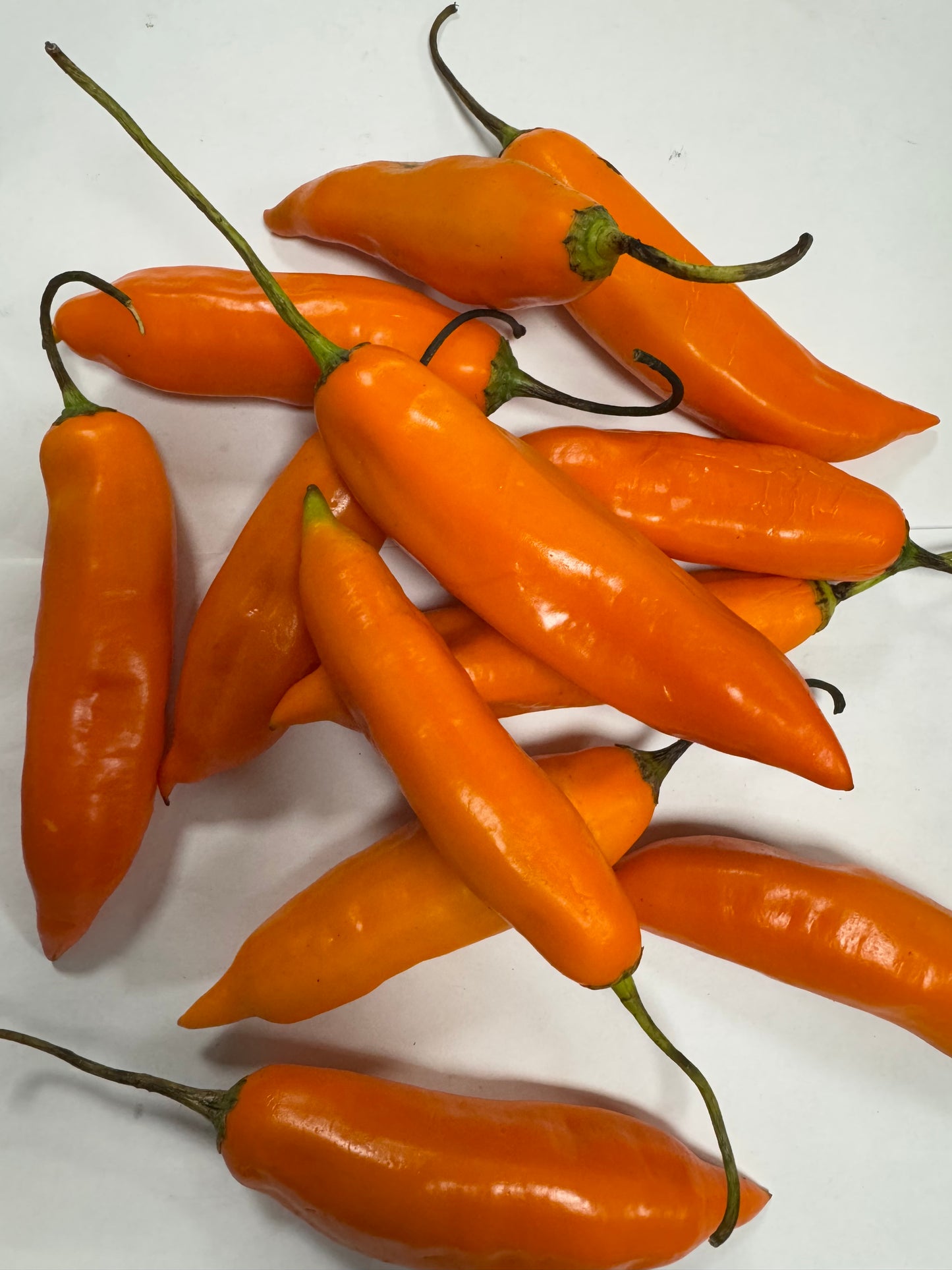 AJI AMARILLO FRESCO PEPERONCINO GIALLO PERUANO